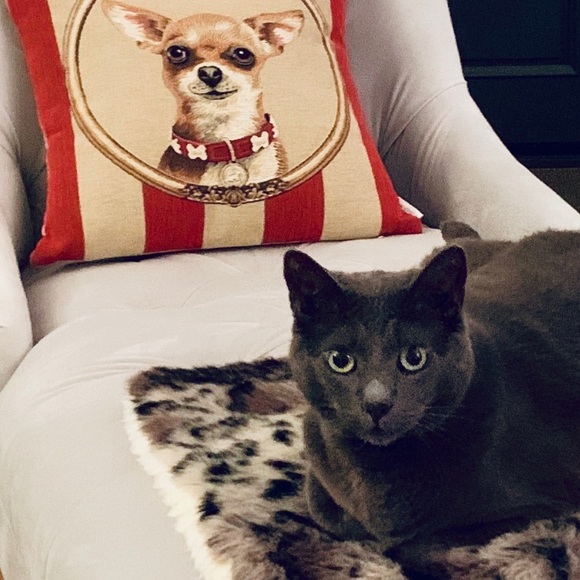 Meet your Posher, Bonnie - Picture 4 of 4